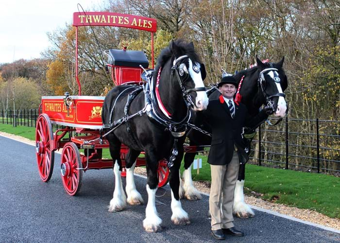 Shire Horses